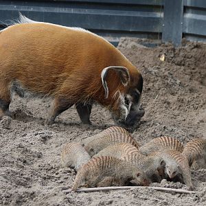 Red river hog and a bunch of Zebra mongooses
