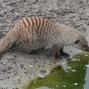 Drinking Zebra mongoose