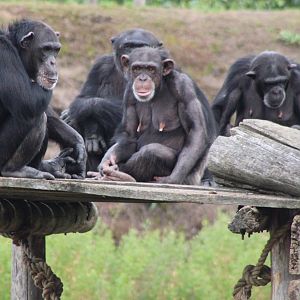 Chimps with youngster
