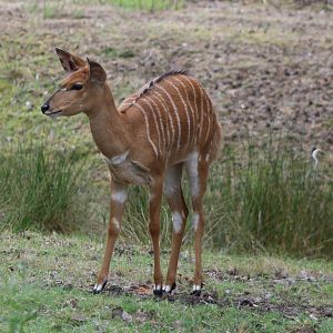 Nyala