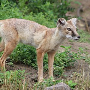 Corsac fox
