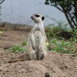Meerkat