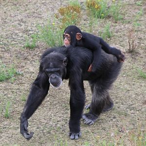 Chimp with young