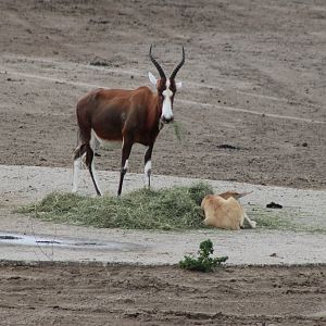 Blesbok with calf