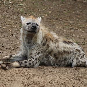 Spotted hyena