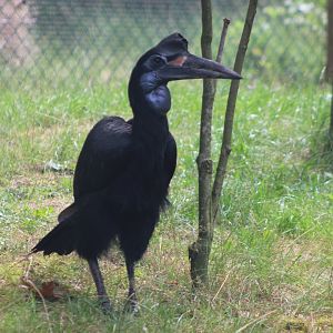 Northern ground hornbill