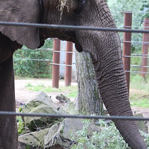 Calimero - Beekse Bergens African elephant-bull