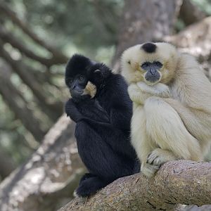 Golden-cheeked gibbon pair