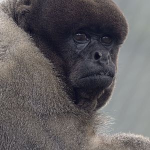 Woolly monkey