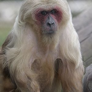 Stump-tailed macaque