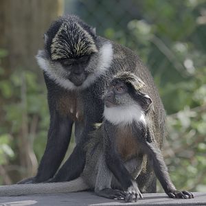 Red-bellied guenons, female and infant