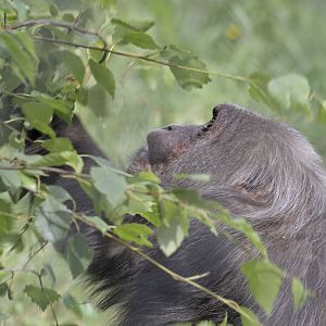 Stump-tailed macaque