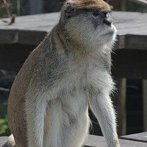 Patas monkey