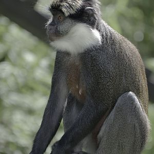 Red-bellied guenon