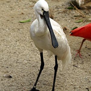 Eurasian spoonbill