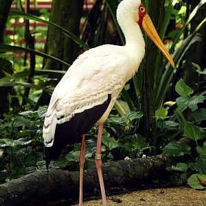 Yellow-billed stork