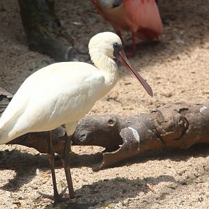 Juvenile Black-faced Spoonbill