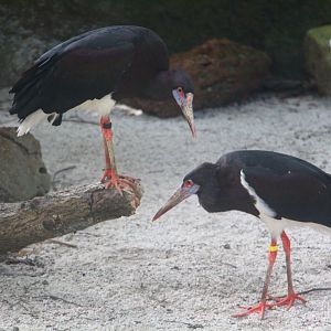 Abdim's Storks