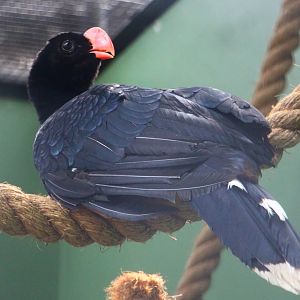 Razor-billed Curassow