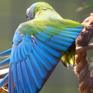 Blue-headed Macaw