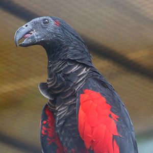Pesquet's Parrot