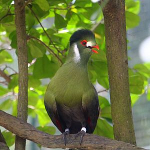 White-cheeked Turaco