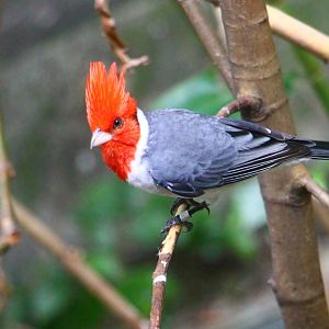 Red-crested Cardinal