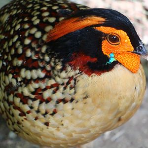 Cabot's Tragopan