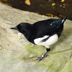 Jurong - Subspecies?