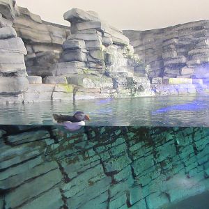 Atlantic Puffin Exhibit (only two birds on-show)