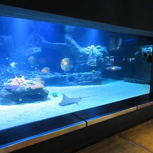 Blacktip Reef Shark Exhibit