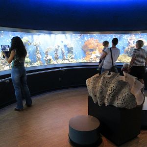 Coral Reef Tank (photo shows 75% of it)