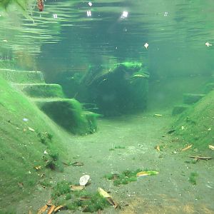 Spectacled Caiman Exhibit - underwater algae