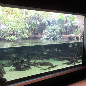Mixed-Species Tank