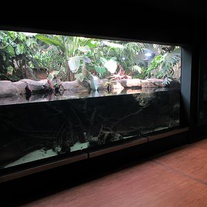 Mixed-Species Tank