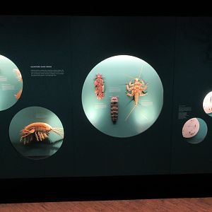 Cool interpretative material