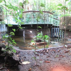 Australian Freshwater Crocodile Exhibit