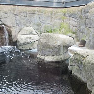African Penguin Exhibit