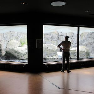 African Penguin Exhibit