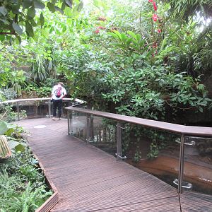 Walk-Through Jungle Area