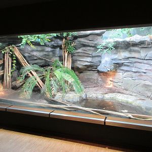 Solomon Island Skink Exhibit