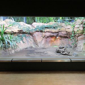 Radiated Tortoise Exhibit