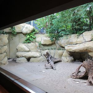 Leopard Tortoise Exhibit