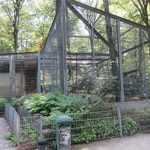 Eurasian Lynx Exhibit