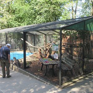 Raccoons begging for food