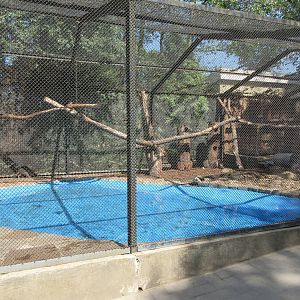 Raccoon Exhibit - Pool