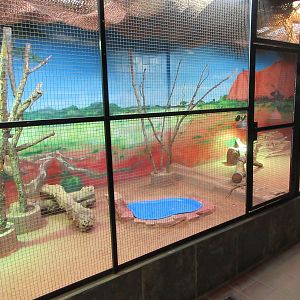 Mixed-Species Exhibit (Frilled Dragons included)