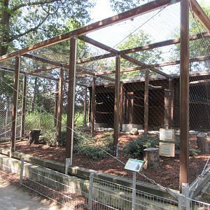 Eurasian Eagle Owl Exhibit