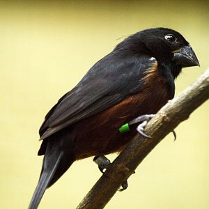 Chestnut-bellied Seedfinch