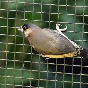 Immature Timor sparrow